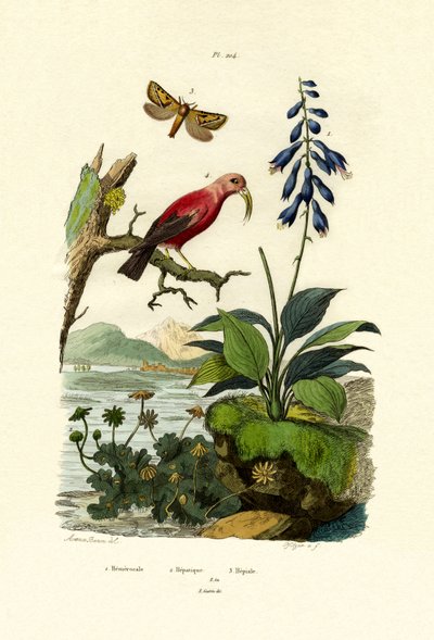 Lirio de día, 1833-39 de French School